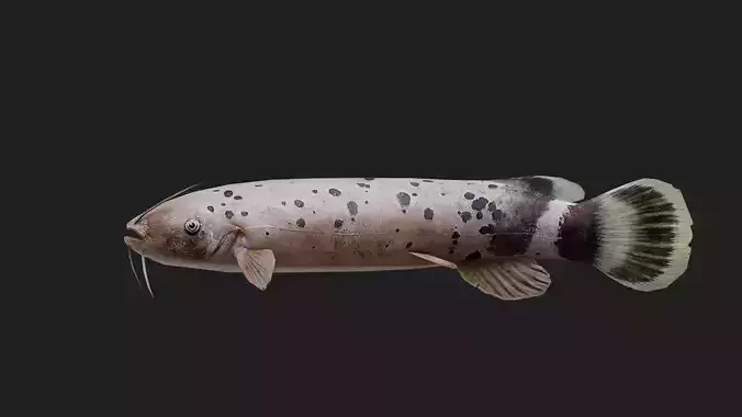 Catfish