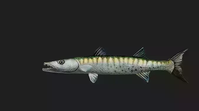 Barracuda
