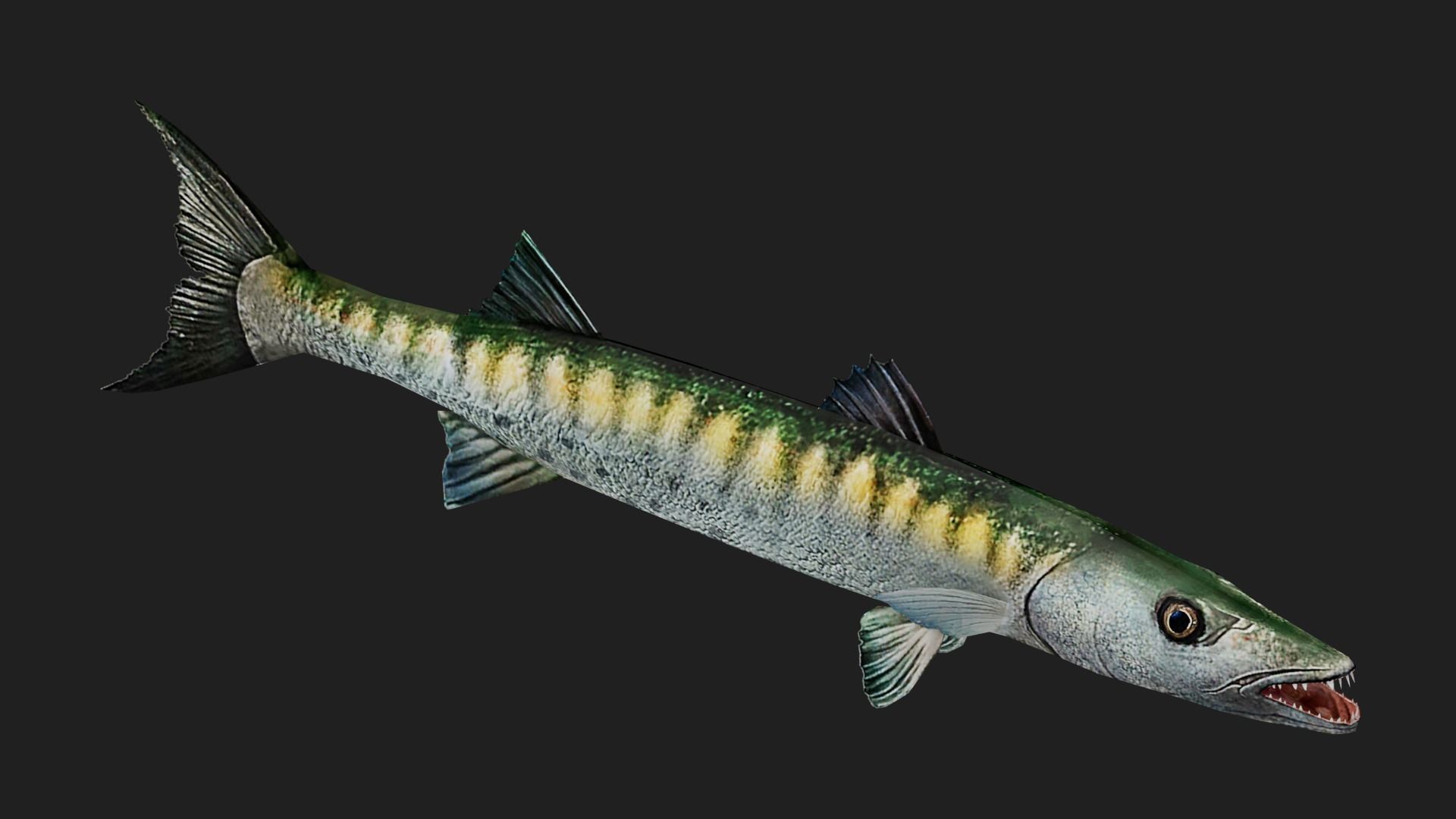 Barracuda Low-poly 3D model_2