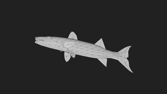 Barracuda Low-poly 3D model 6