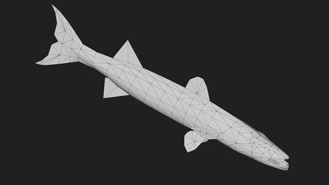 Barracuda Low-poly 3D model 4
