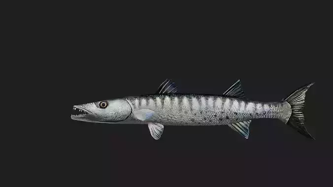 Barracuda