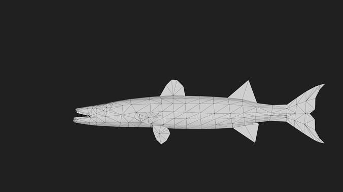 Barracuda Low-poly 3D model 2