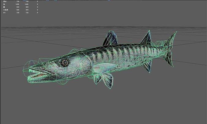Barracuda Low-poly 3D model 7