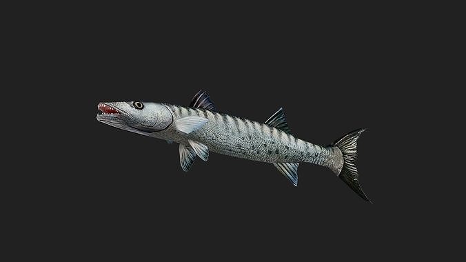 Barracuda Low-poly 3D model 5