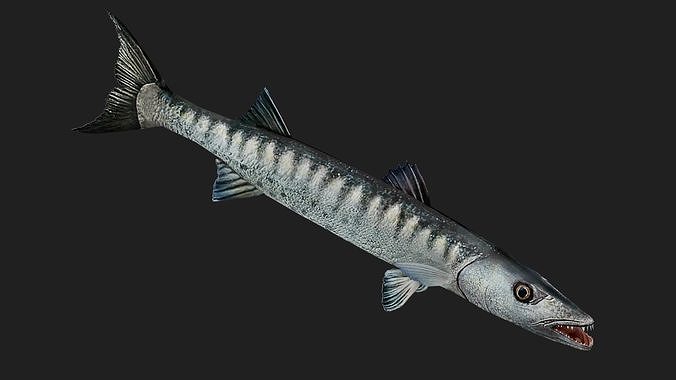 Barracuda Low-poly 3D model 3