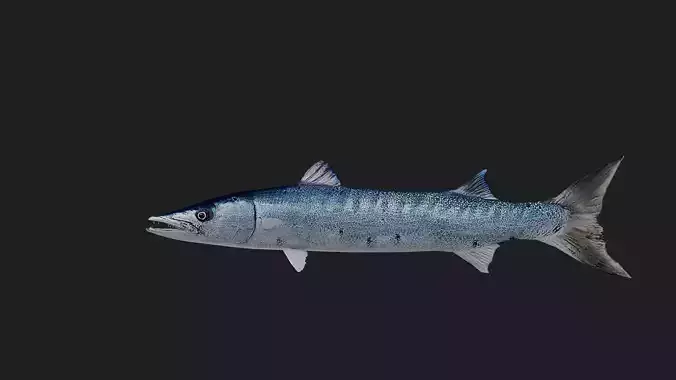 Barracuda