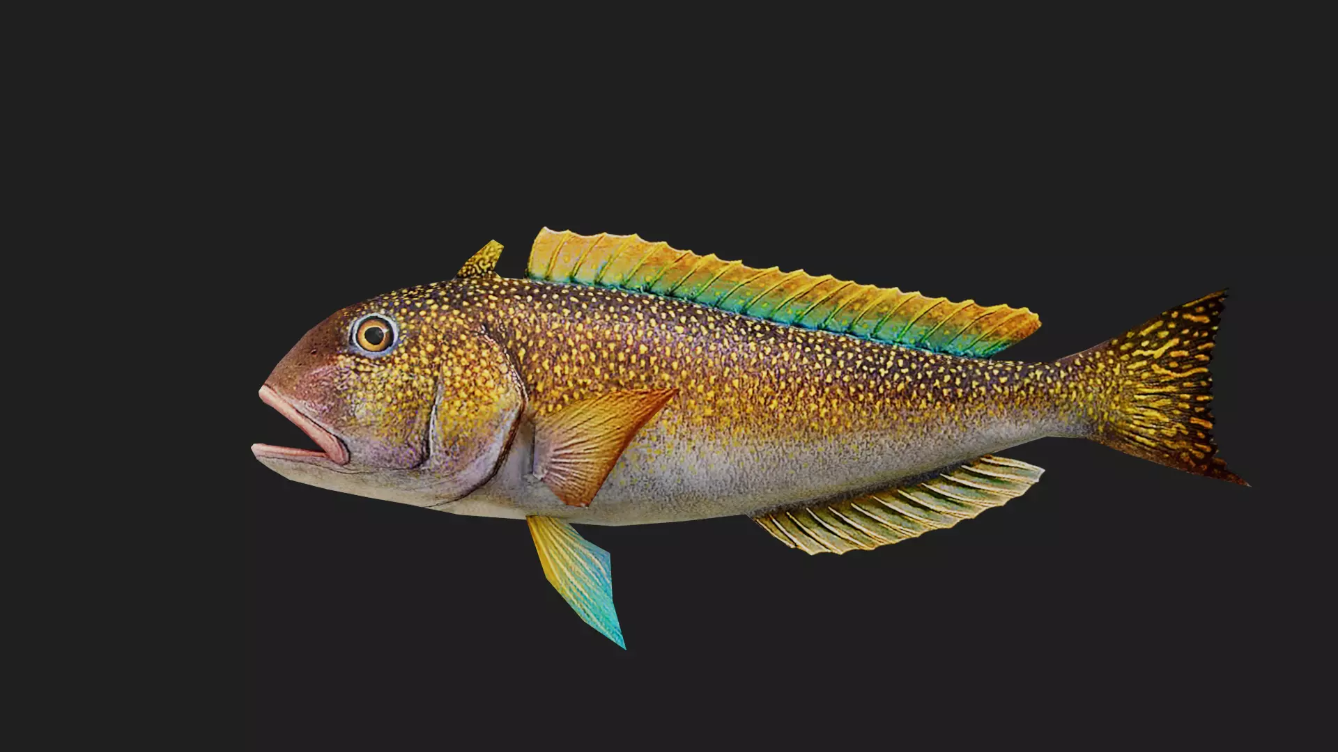 Tilefish Low-poly 3D model