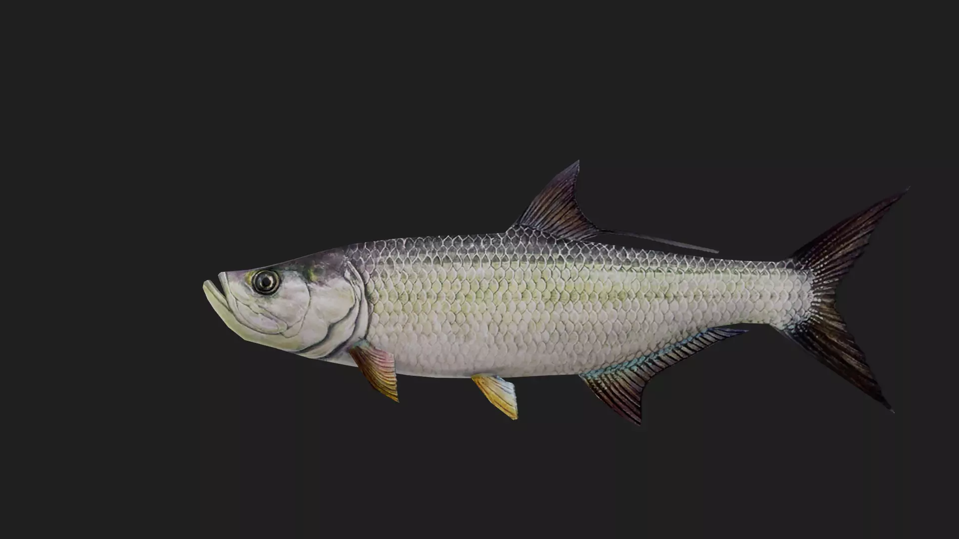 Tarpon Low-poly 3D model_0