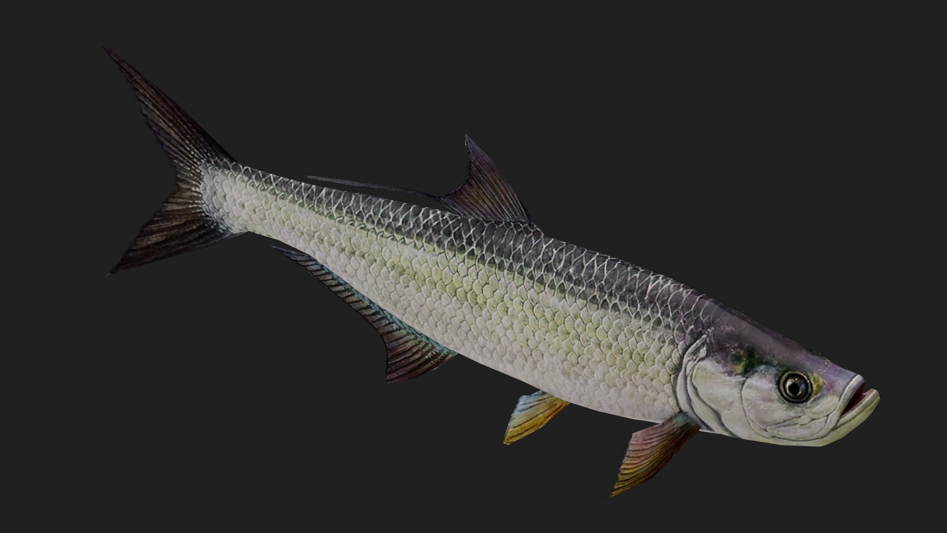 Tarpon Low-poly 3D model_2