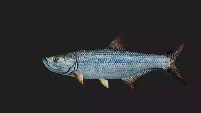 Tarpon
