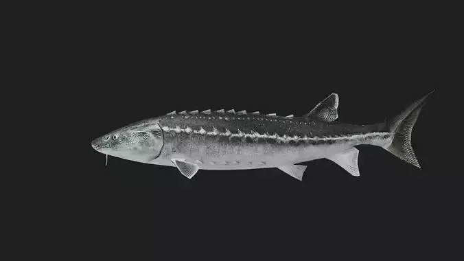 Sturgeon
