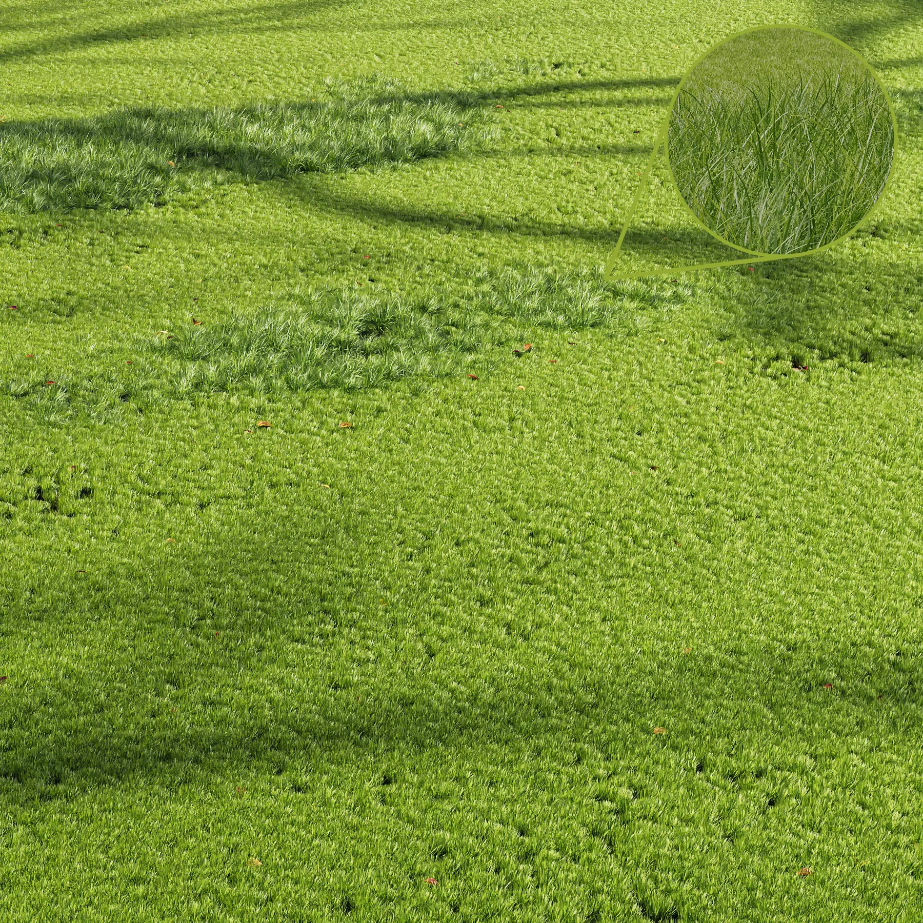 Grass Beautiful Grassland Summer 3D model_0