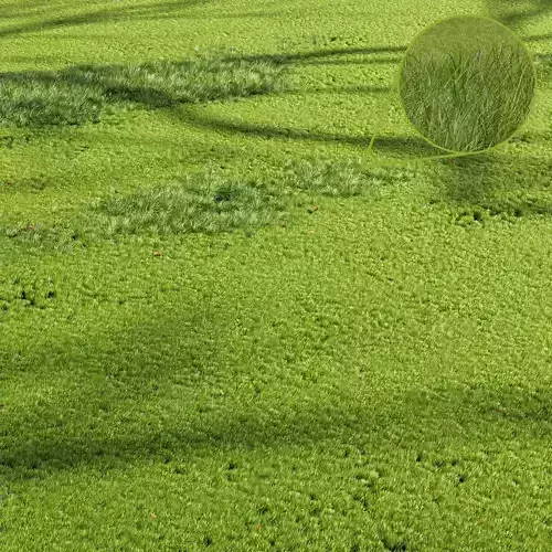 Grass Beautiful Grassland Summer 3D model