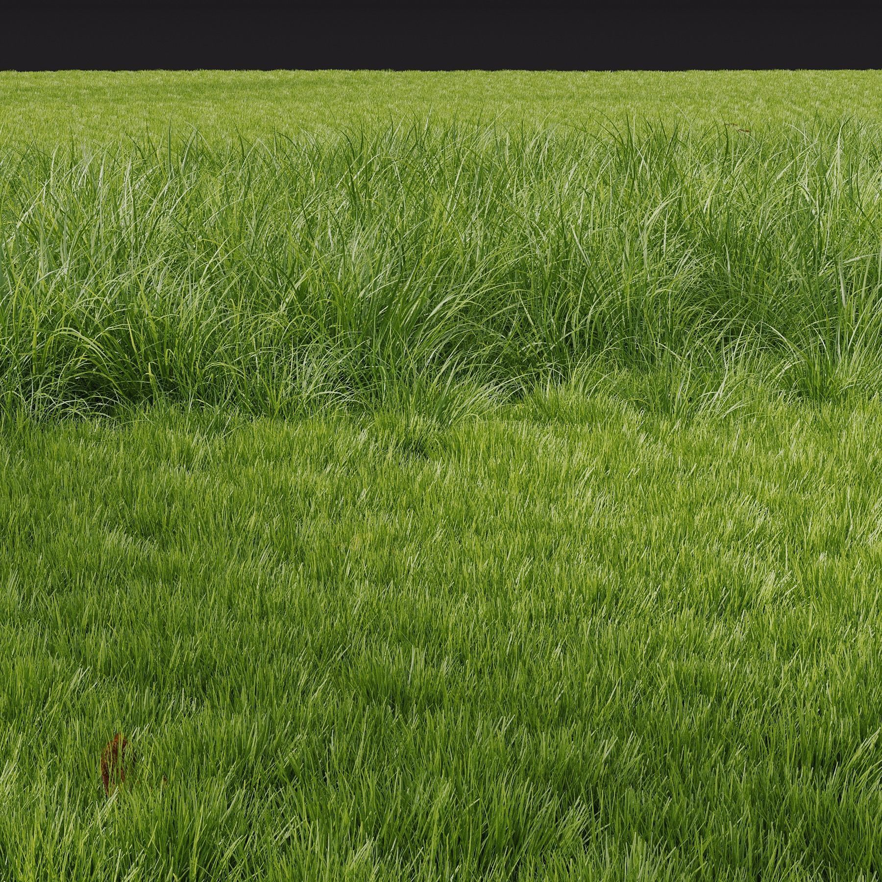 Grass Beautiful Grassland Summer 3D model_1