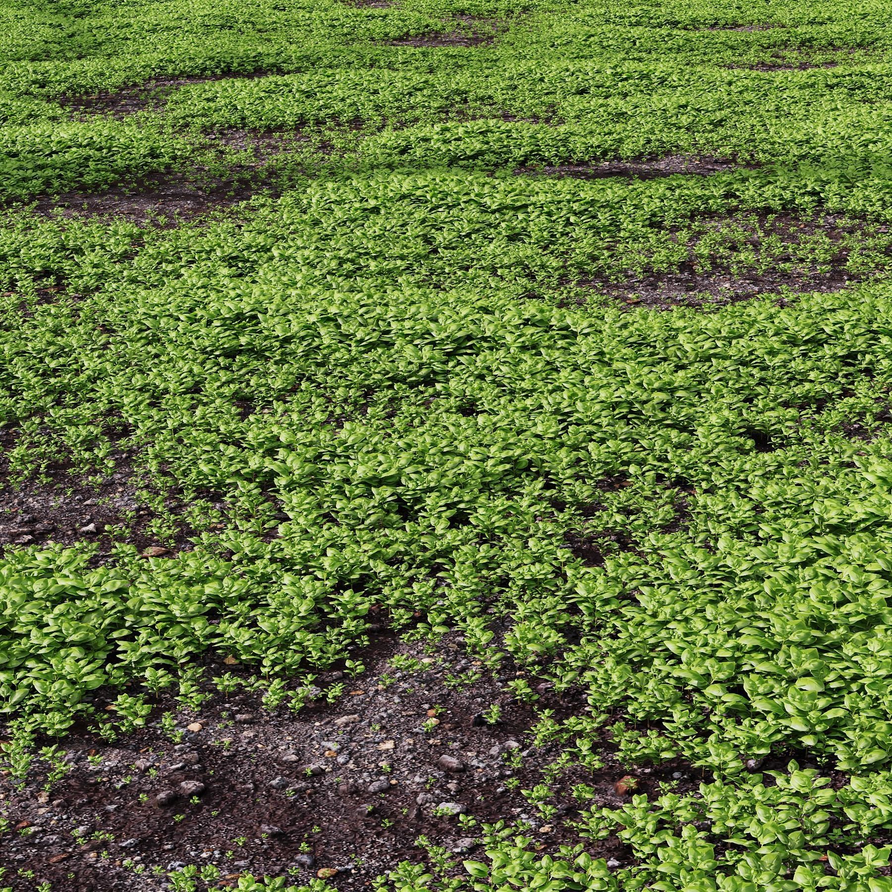 Grass Green Moss Grow Old Ground 3D model_1