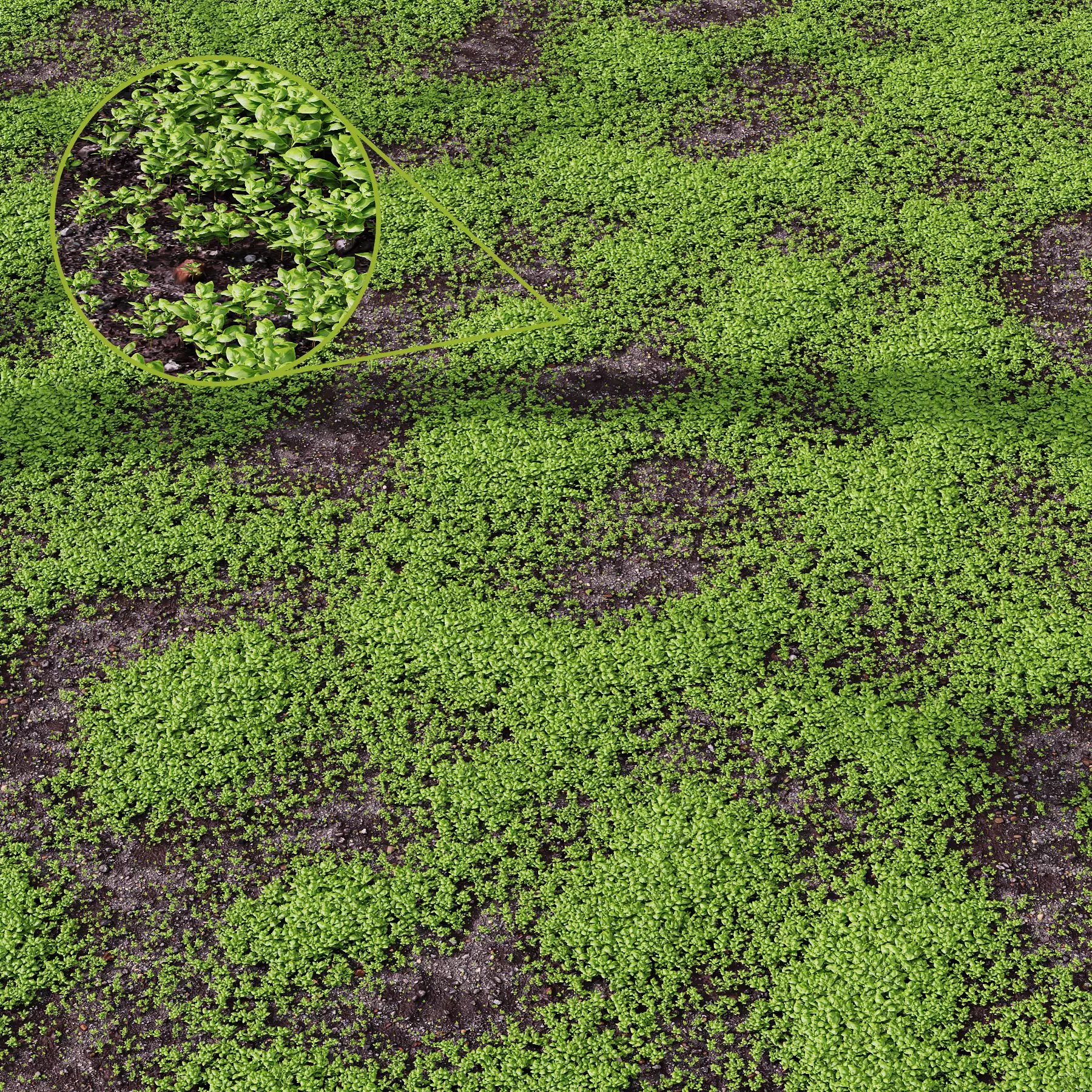 Grass Green Moss Grow Old Ground 3D model_0