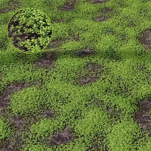 Grass Green Moss Grow Old Ground 3D model