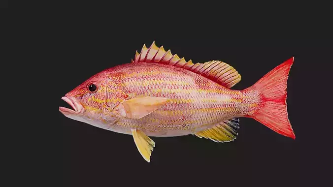 Snapper