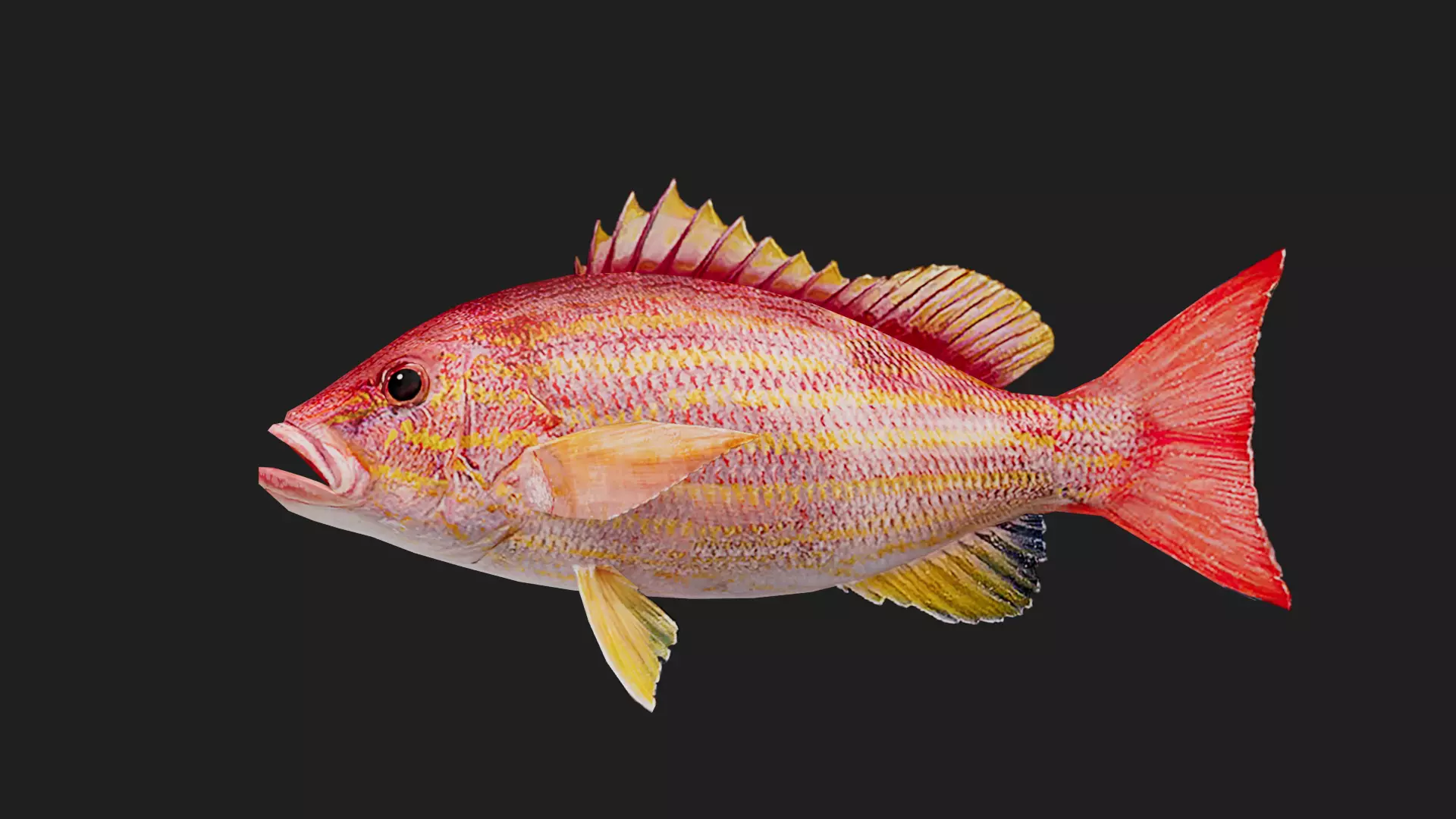 Snapper Low-poly 3D model