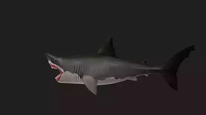 Shark Low-poly 3D model