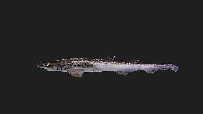 Shark Low-poly 3D model