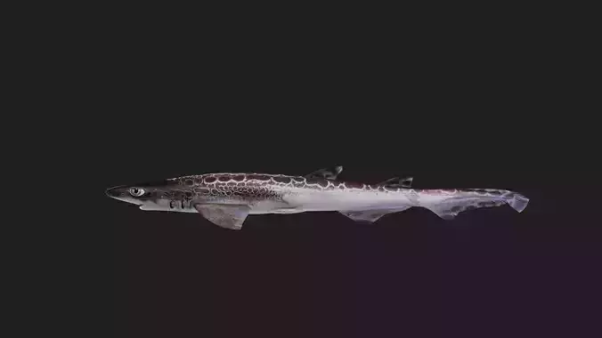Shark Low-poly 3D model
