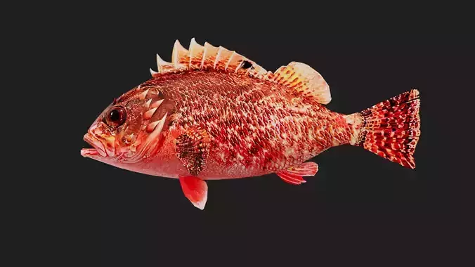 Scorpionfish