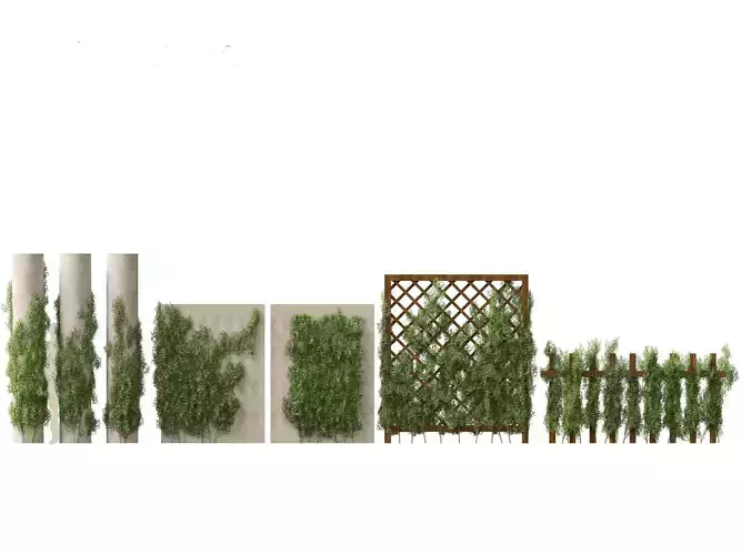 Trachelospermum Jasminoides - Star jasmine 3D model