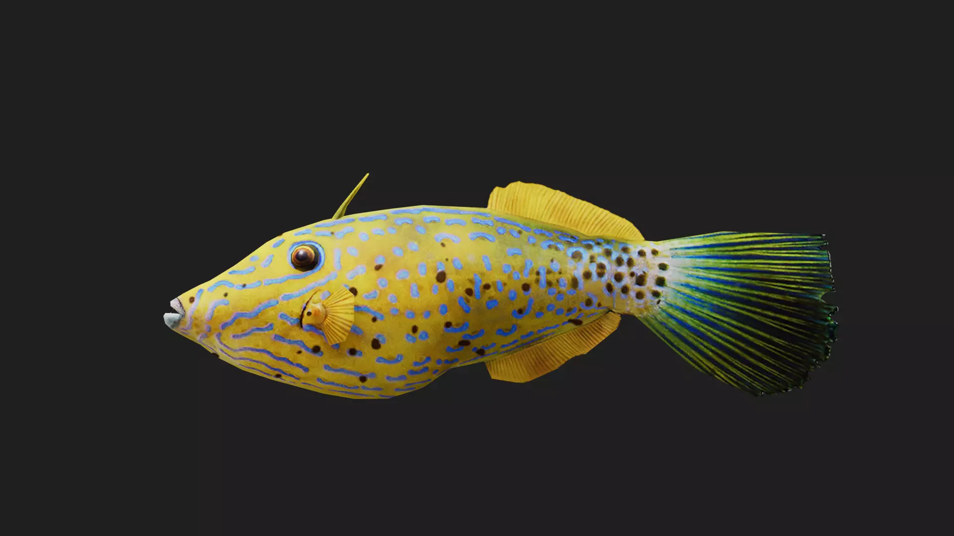 Filefish Low-poly 3D model_0