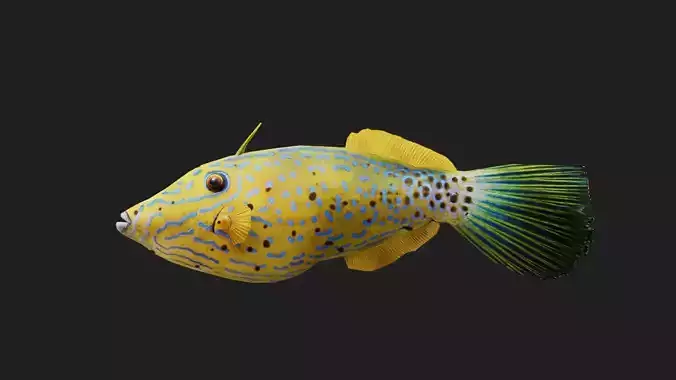 Filefish Low-poly 3D model