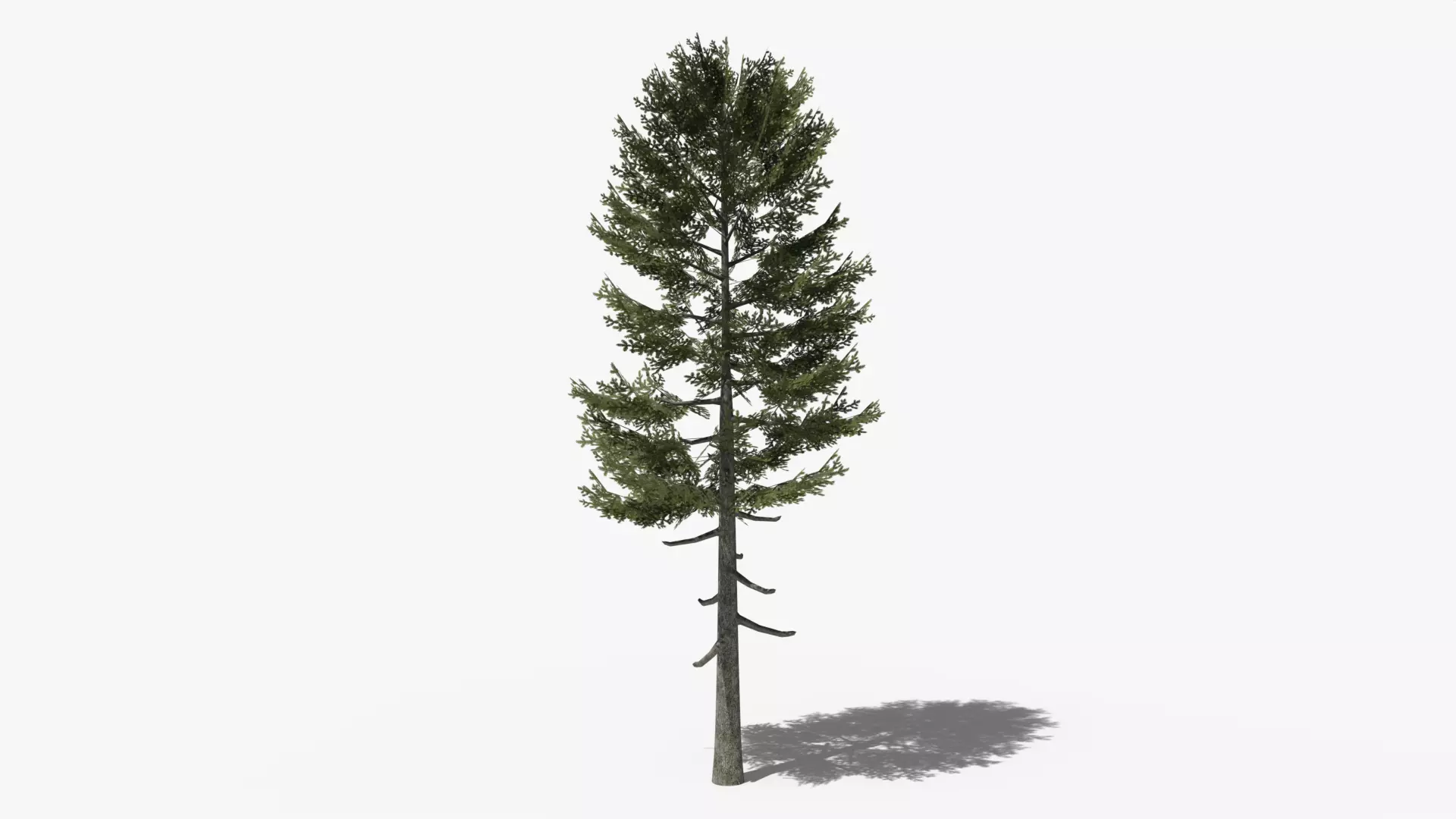 Lowpoly Pine v3 Low-poly 3D model_0