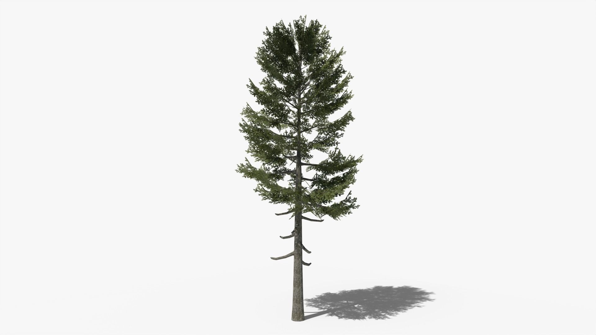 Lowpoly Pine v3 Low-poly 3D model_3