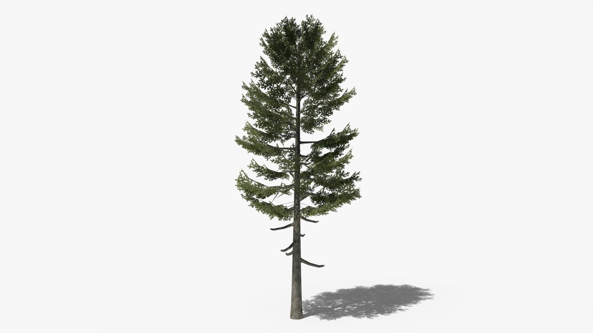 Lowpoly Pine v3 Low-poly 3D model_2