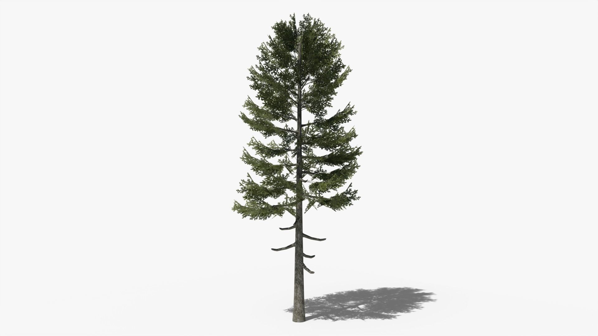 Lowpoly Pine v3 Low-poly 3D model_1