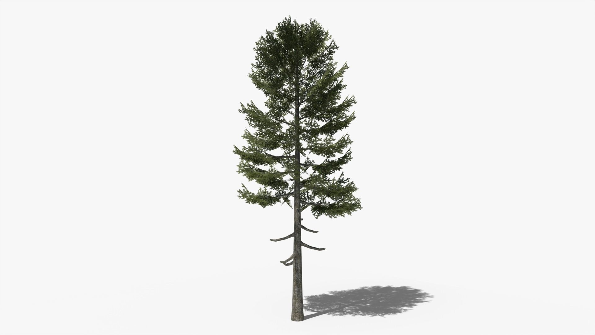 Lowpoly Pine v3 Low-poly 3D model_4