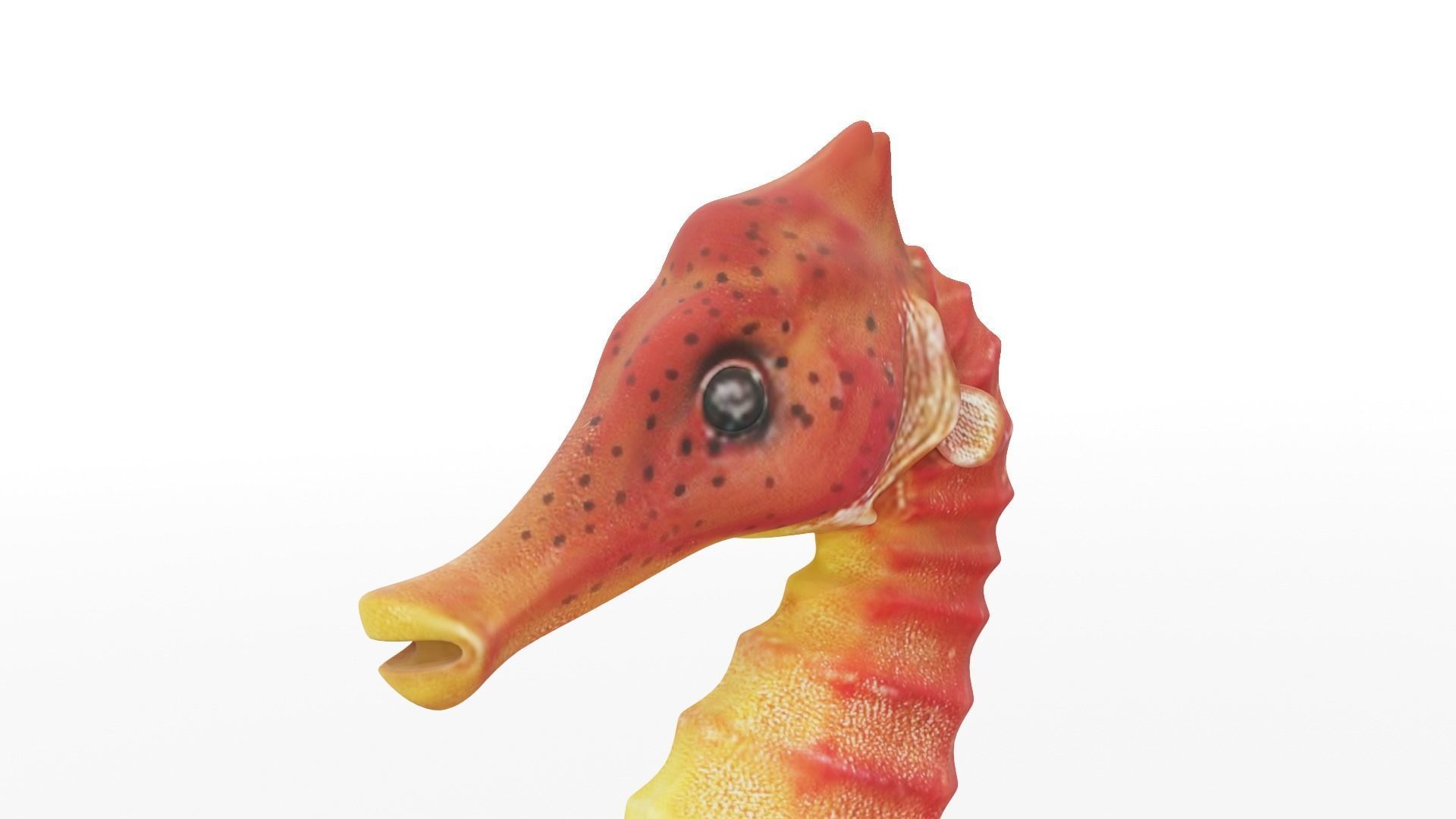 Textured Seahorse Low-poly 3D model_1