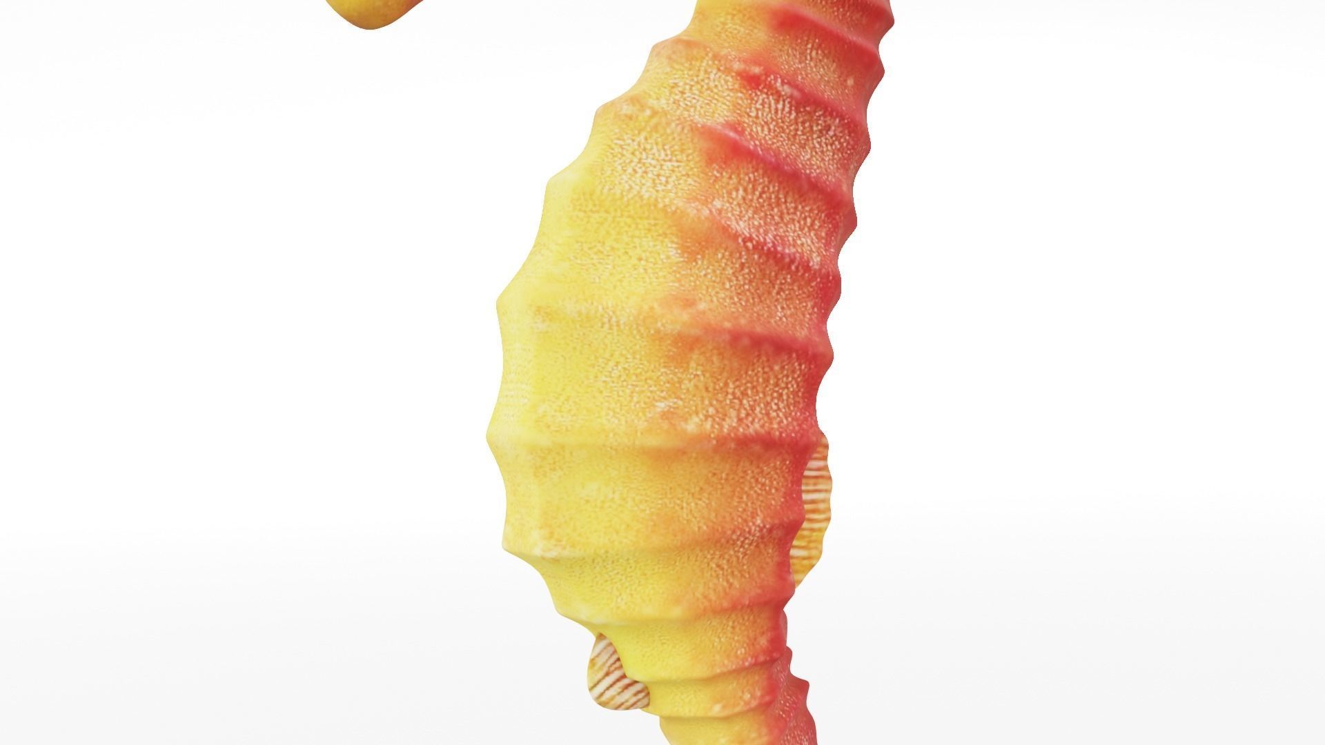 Textured Seahorse Low-poly 3D model_6