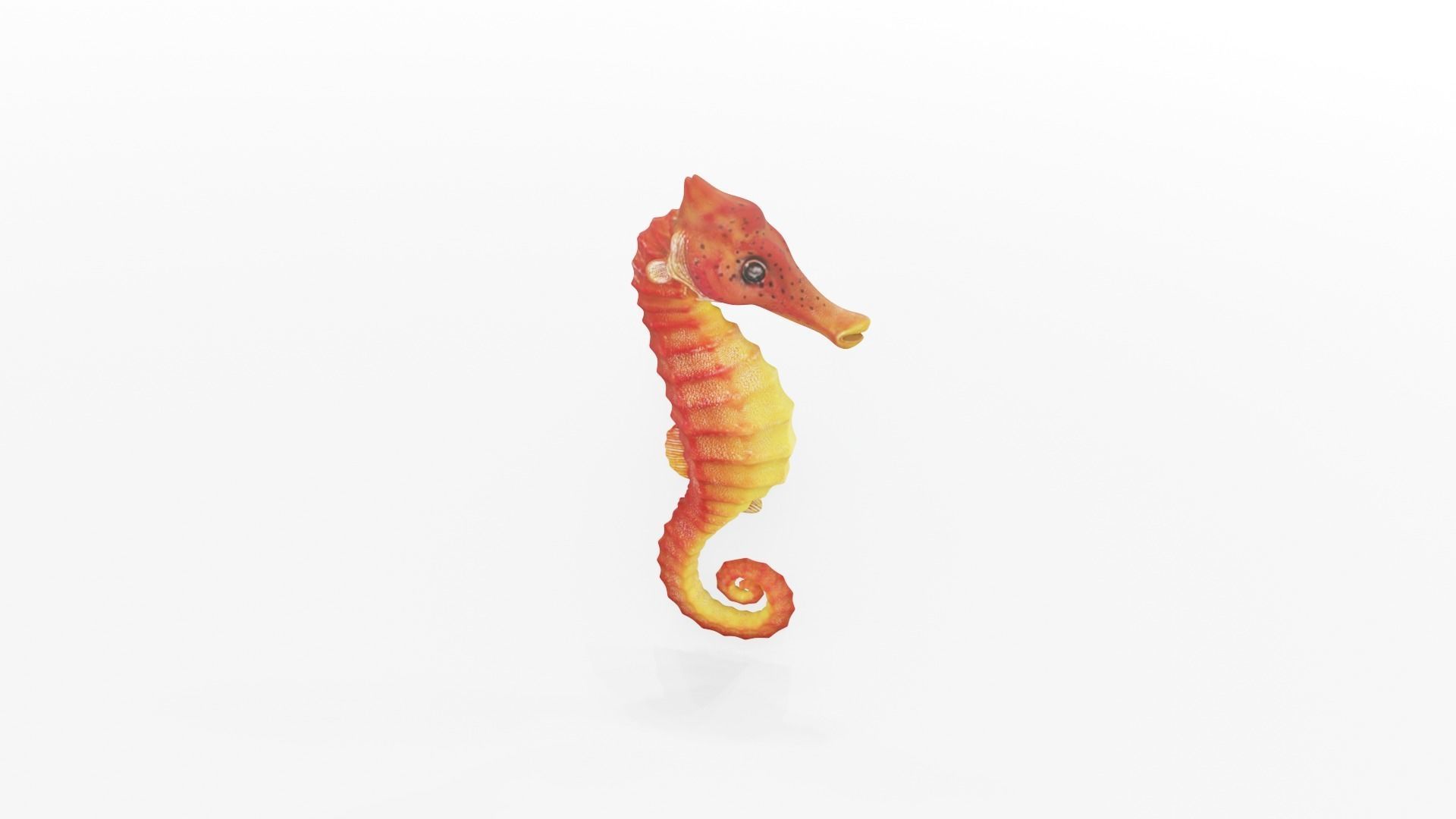 Textured Seahorse Low-poly 3D model_5