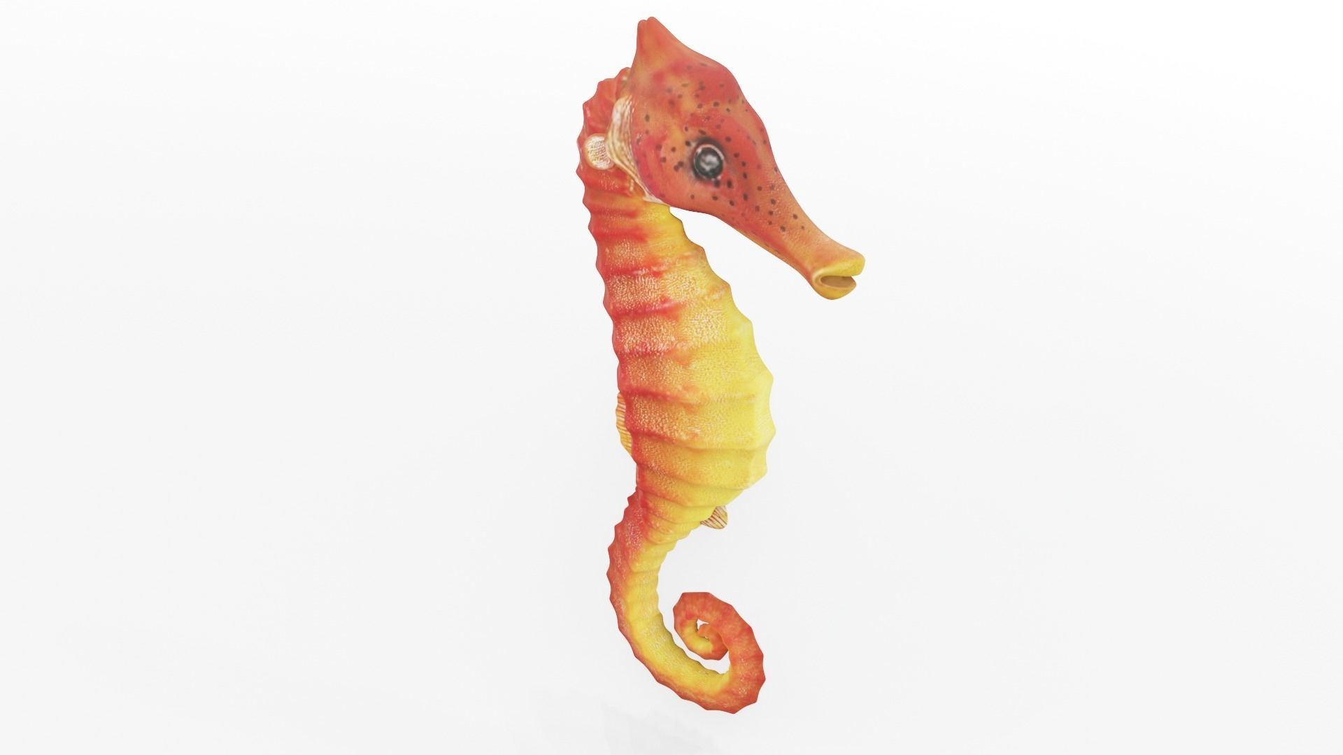 Textured Seahorse Low-poly 3D model_9
