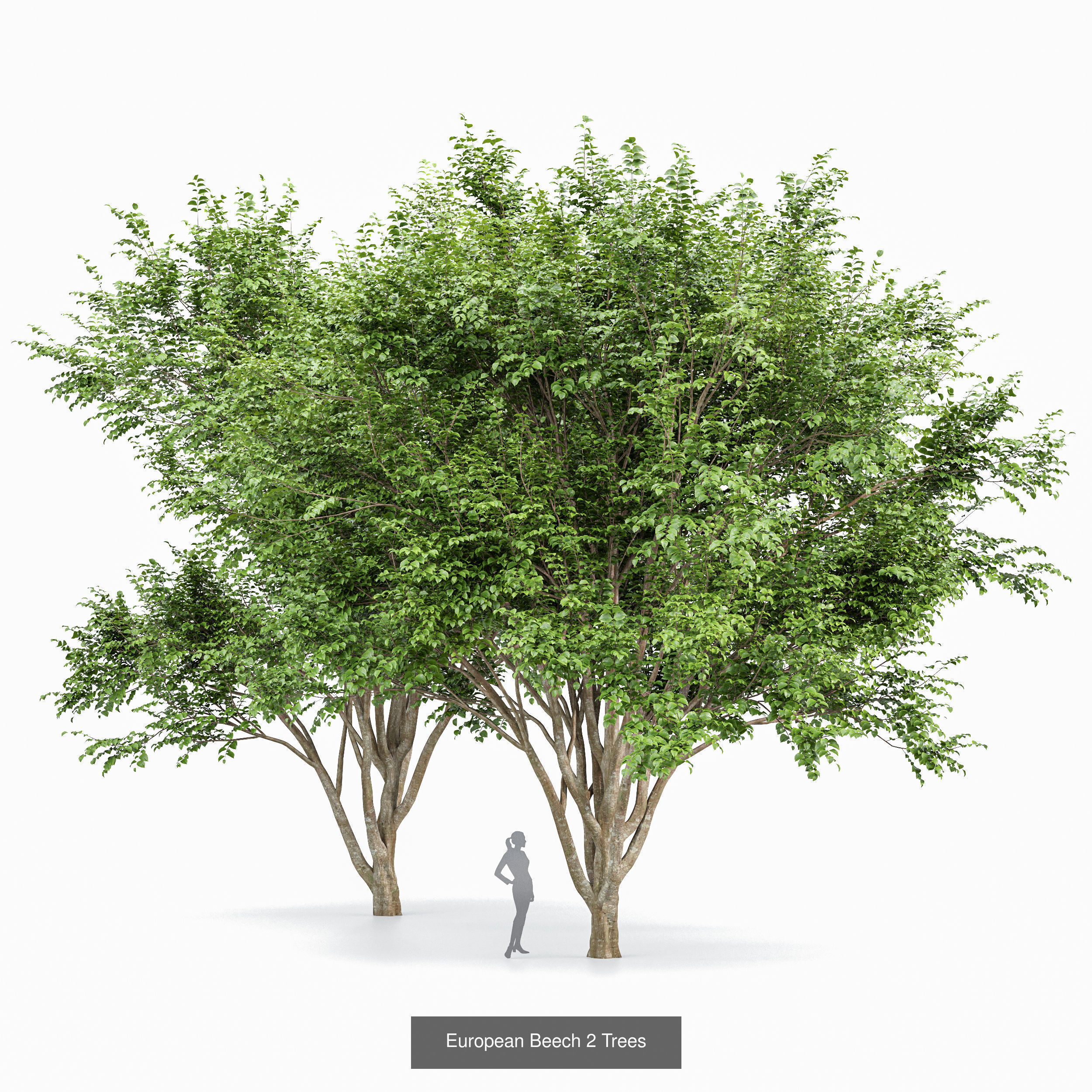 10 Different SETS of Trees SET VOL02 3D Model Collection_6