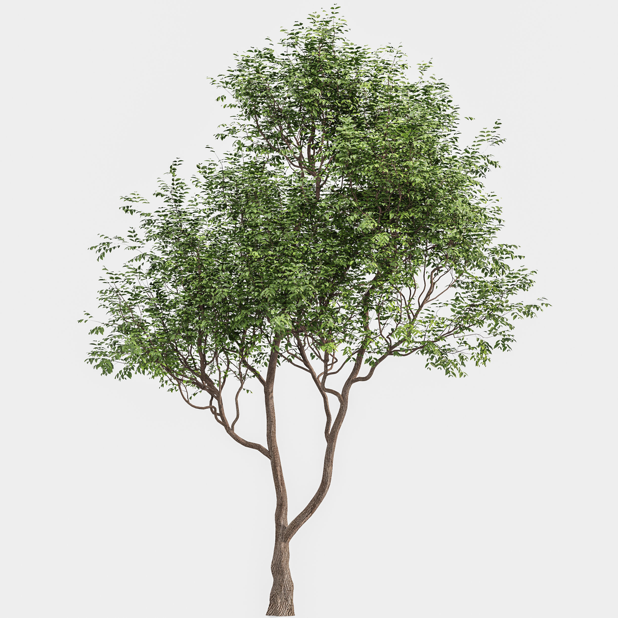10 Different SETS of Trees SET VOL02 3D Model Collection_14
