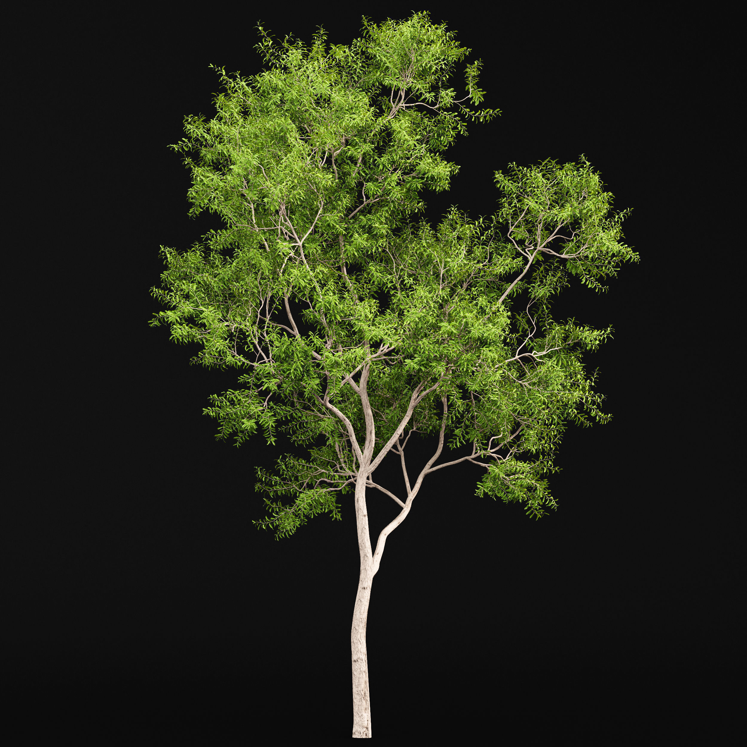 10 Different SETS of Trees SET VOL02 3D Model Collection_15