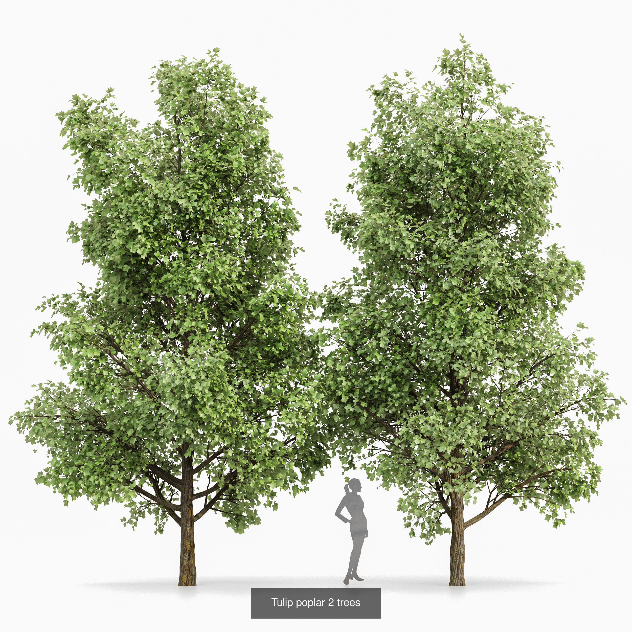 10 Different SETS of Trees SET VOL02 3D Model Collection_7