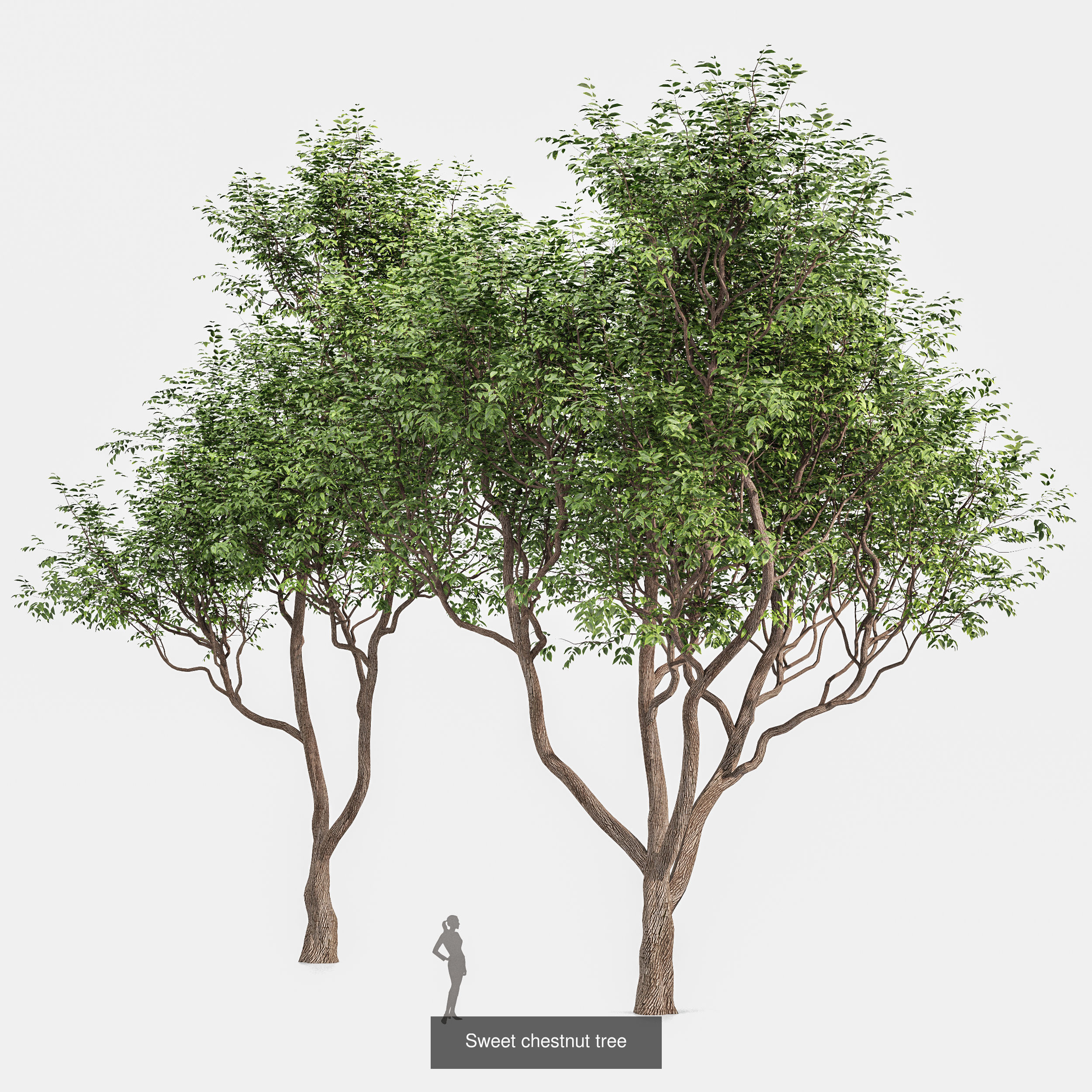 10 Different SETS of Trees SET VOL02 3D Model Collection_5