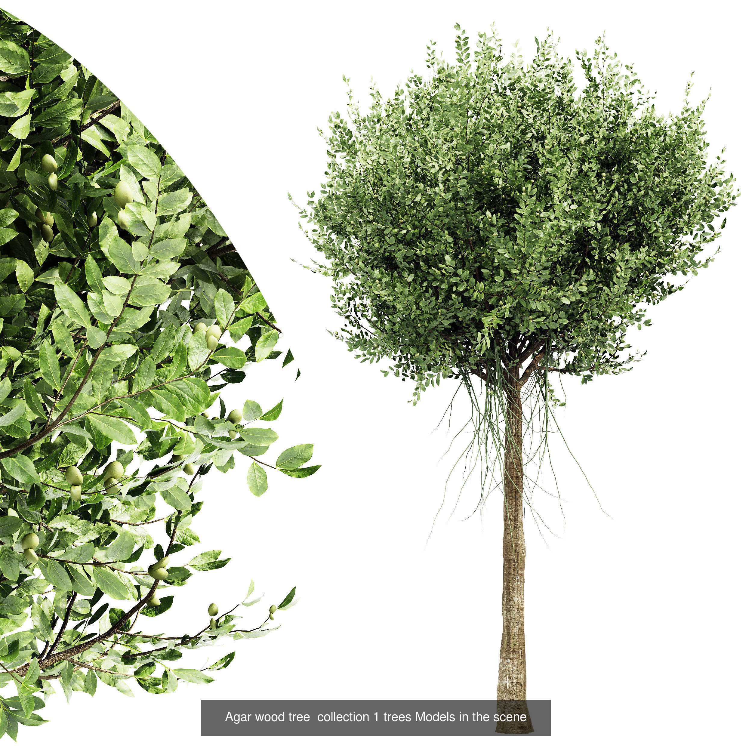 10 Different SETS of Trees SET VOL02 3D Model Collection_3