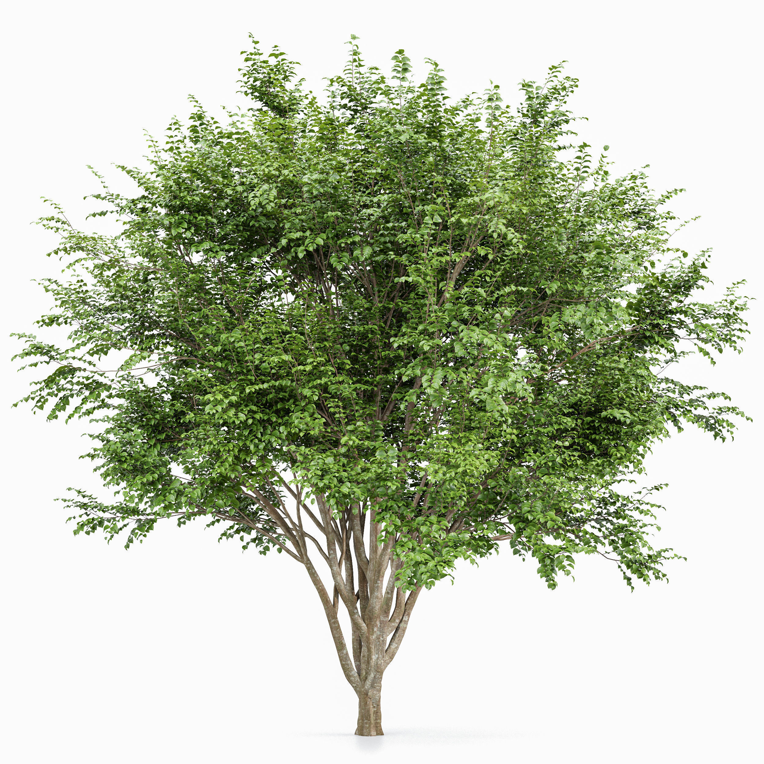 10 Different SETS of Trees SET VOL02 3D Model Collection_16