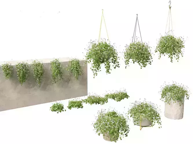 Viola banksii - Native violet