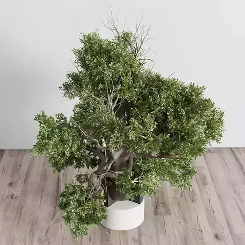  indoor plant set 404 old tree in a concrete vases