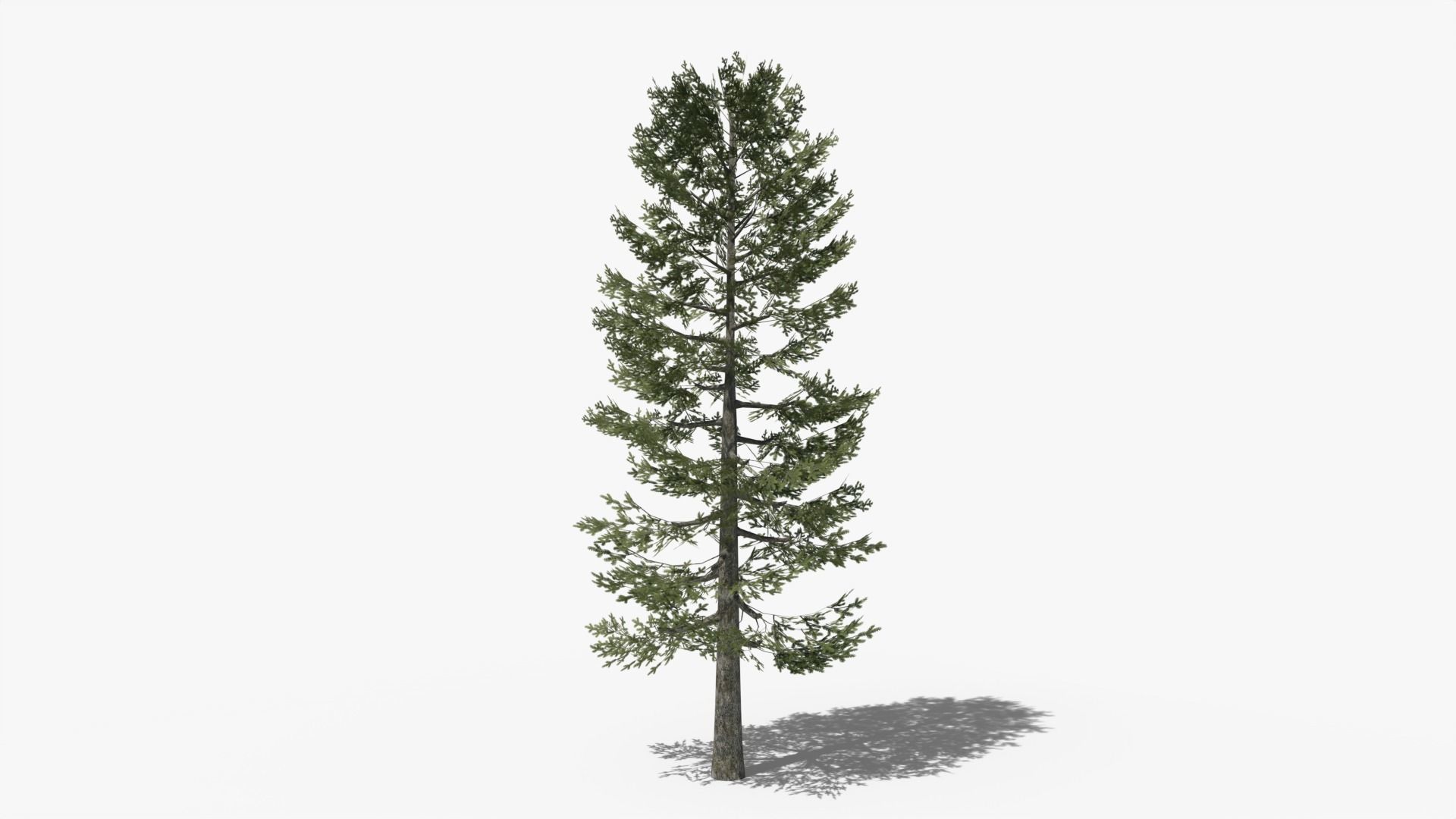 Lowpoly Pine v4 Low-poly 3D model_3
